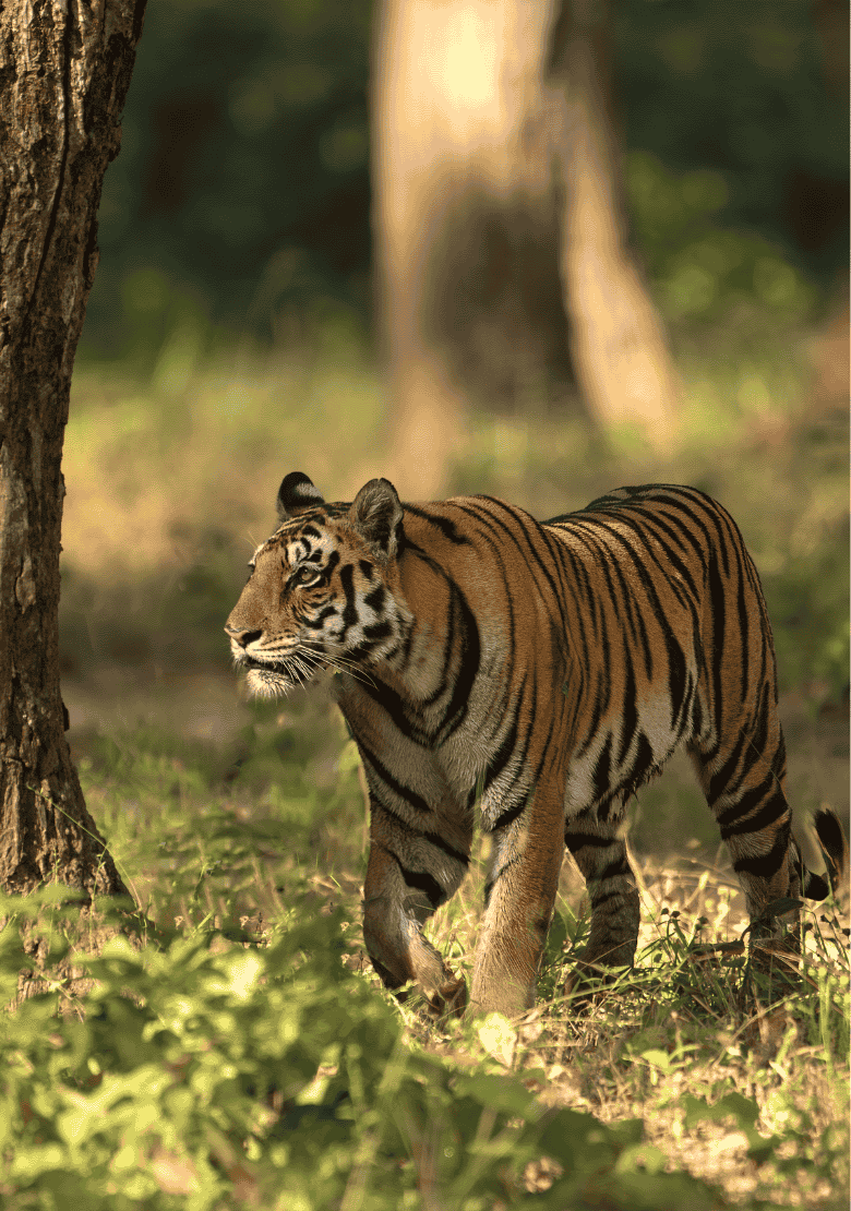 Kanha Tiger